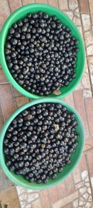 jaboticaba