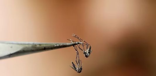 brote de dengue