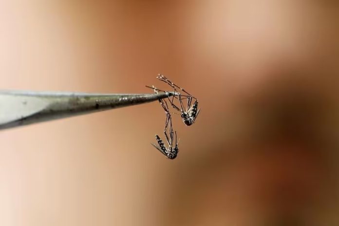 brote de dengue