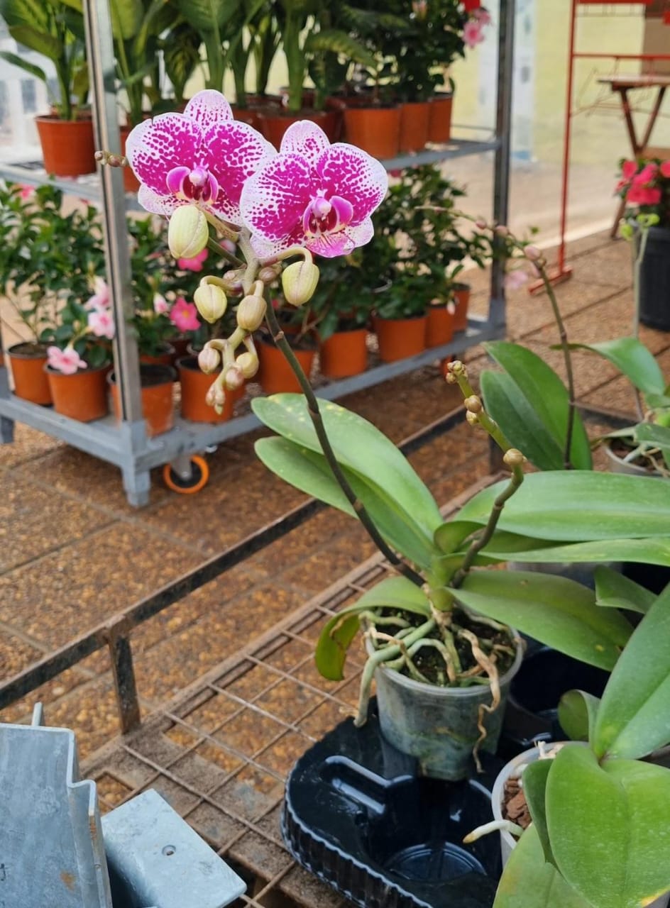 Congreso Argentino de Horticultura