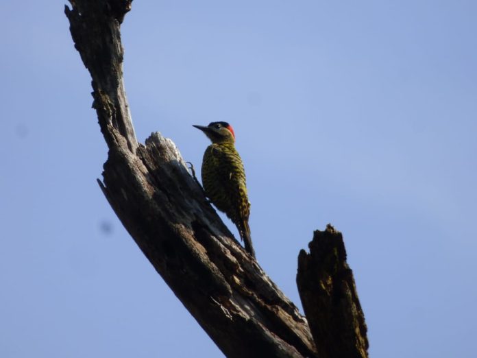 pajaro carpintero