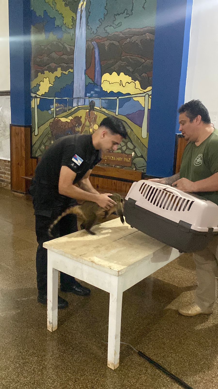 milano plomizo en Misiones