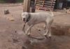 atacada por un dogo argentino en Posadas