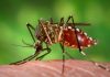 Dengue en Posadas