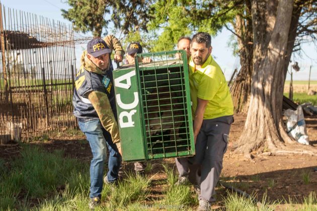 Ambiente traslad&oacute; seis pumas provenientes del tr&aacute;fico de fauna a Uruguay