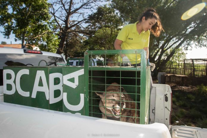 Ambiente trasladó seis pumas provenientes del tráfico de fauna a Uruguay