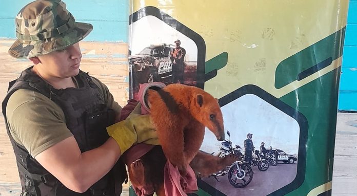 policías ambientales en Oberá