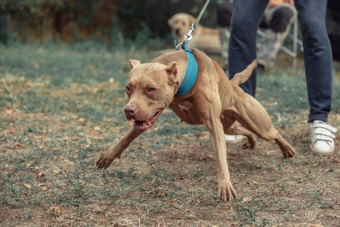 ataque de pitbull en posadas