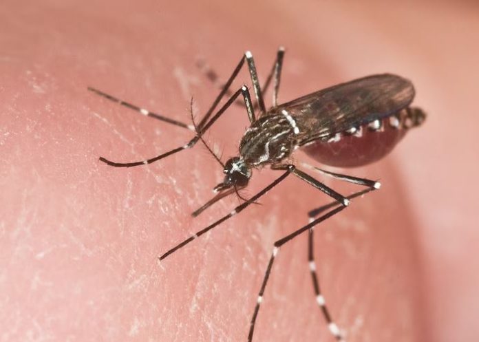acunación contra el dengue