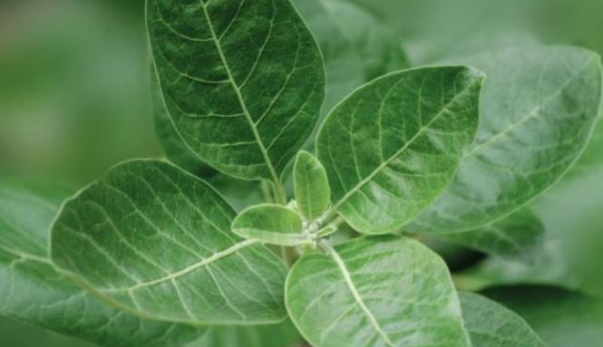 planta que combate el estres planta milenaria que combate el estrés