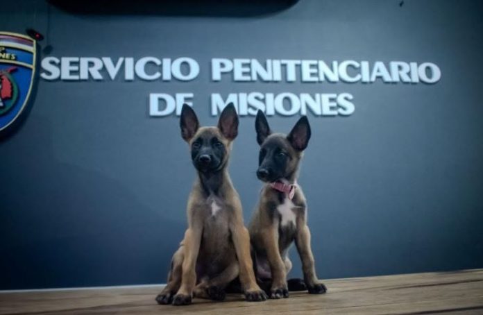 kira y max