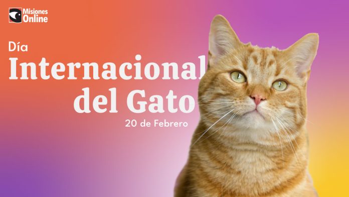 Día-internacional-del-gato-web