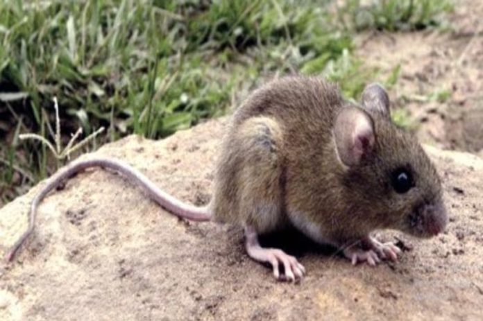 hantavirus en Bariloche