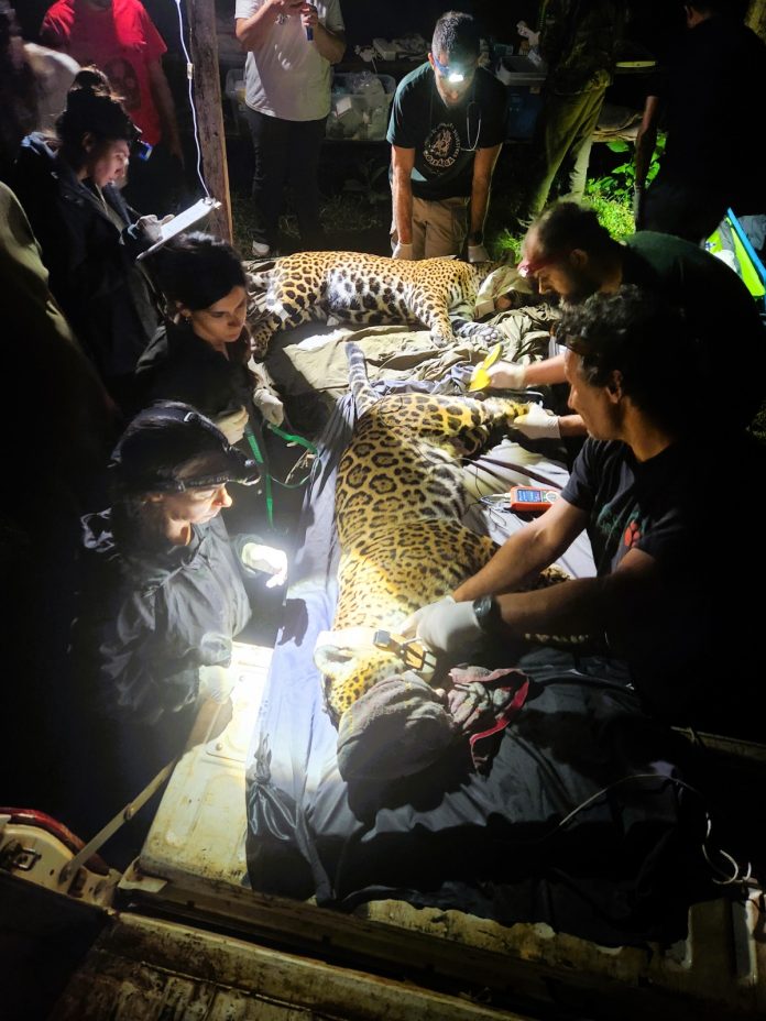 capturaron a las yaguaretés Elecha y Ararokái