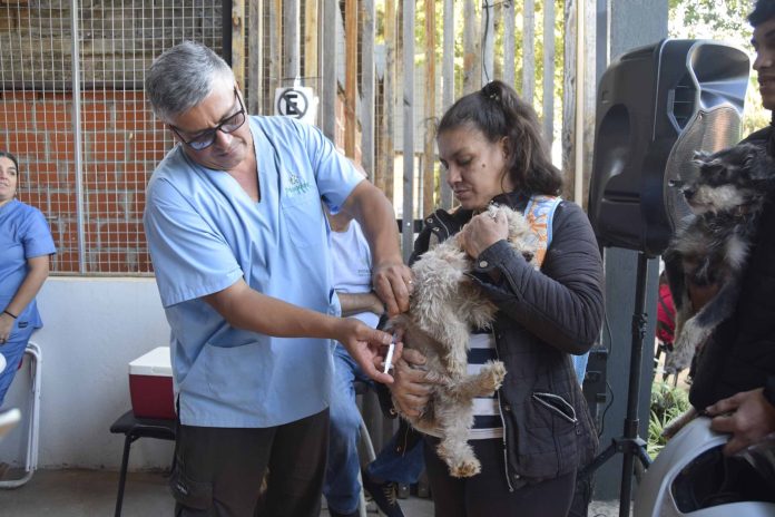jornada Imusa día del animal (7) IMUSA