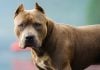 Cuatro perros asesinaron a un cachorro de 6 meses en el barrio Itaembé Miní de Posadas: “Vivimos con miedo cada vez que salimos a la calle”
