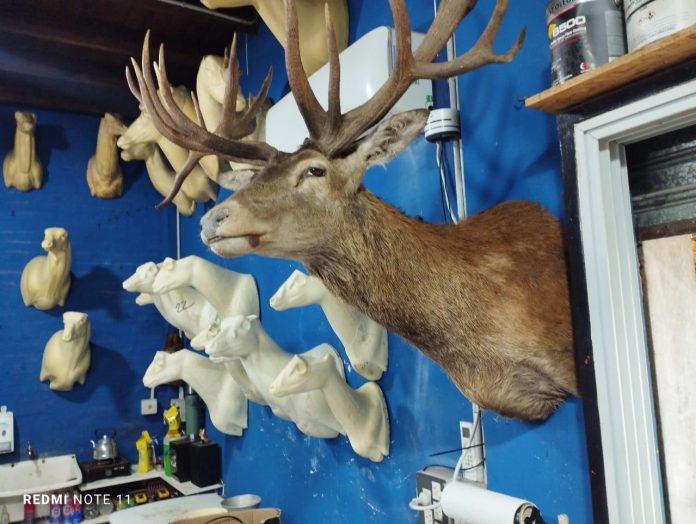 taller de taxidermia ilegal