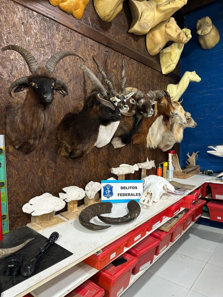 taller de taxidermia ilegal