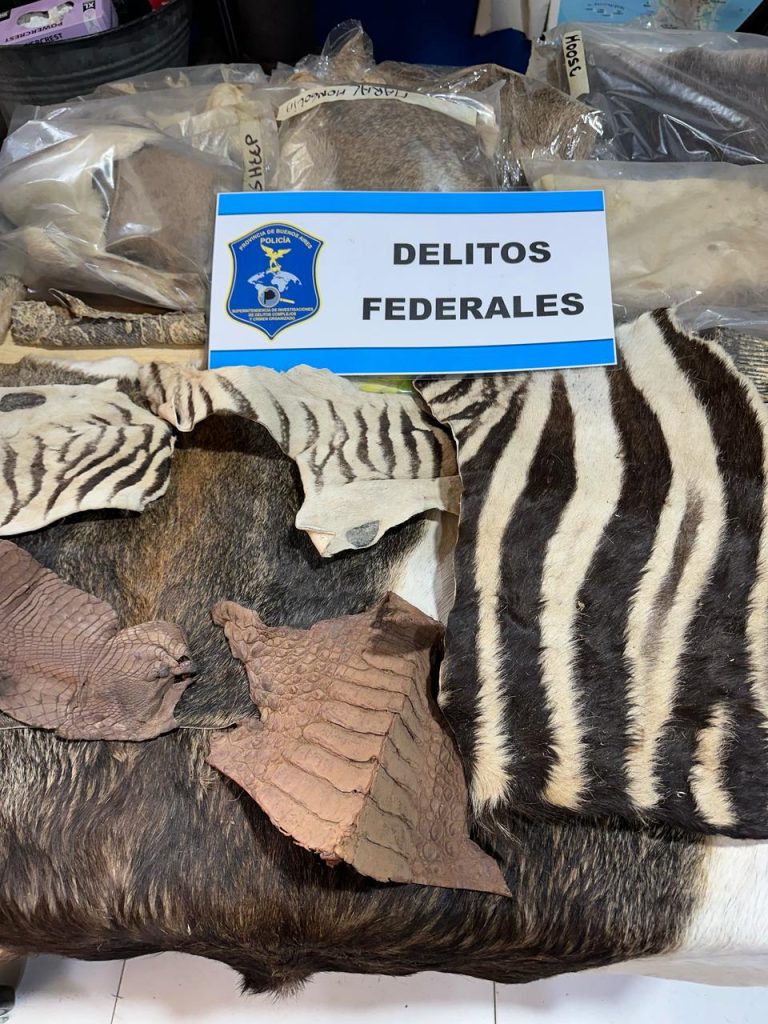 taller de taxidermia ilegal