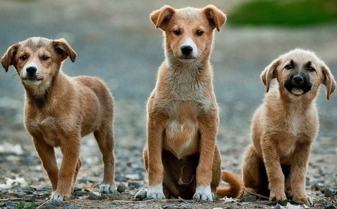 Perro Sin Raza