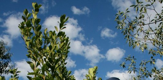 cadena yerbatera- Yerba Mate cheques diferidos para el sector yerbatero Productores yerbateros se reúnen en Campo Viera