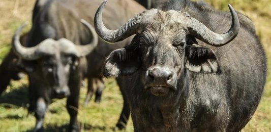 carne de búfalo