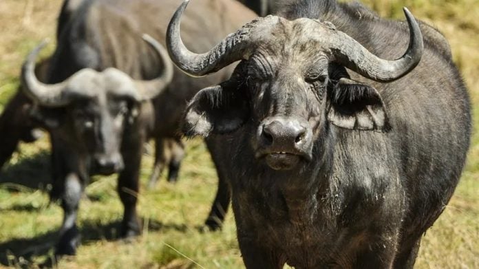 bufalo carne de búfalo