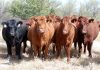 productos veterinarios
