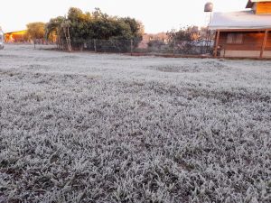 El INTA de Cerro Azul registró una intensa helada agronómica con temperaturas de hasta -3,5 °C cerca del suelo imagen-5