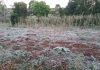 heladas en Misiones