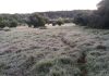heladas en Misiones