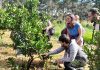 frutales