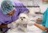 Día del Veterinario