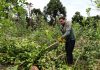 pequeños productores yerbateros