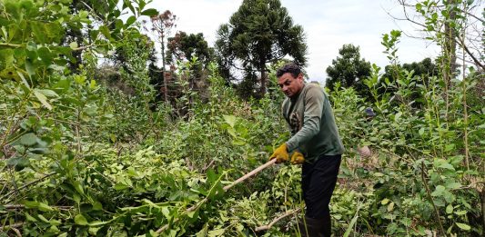 pequeños productores yerbateros