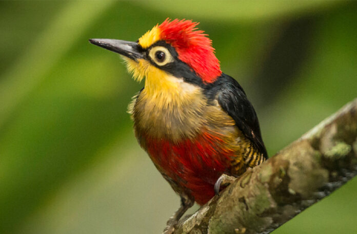 IMIBIO-nventario-aves-696x457