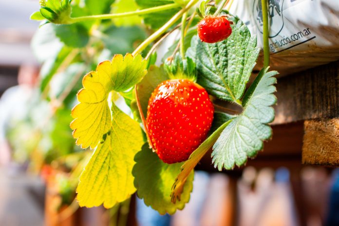 producción de frutillas en Misiones
