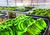 plantines de banano