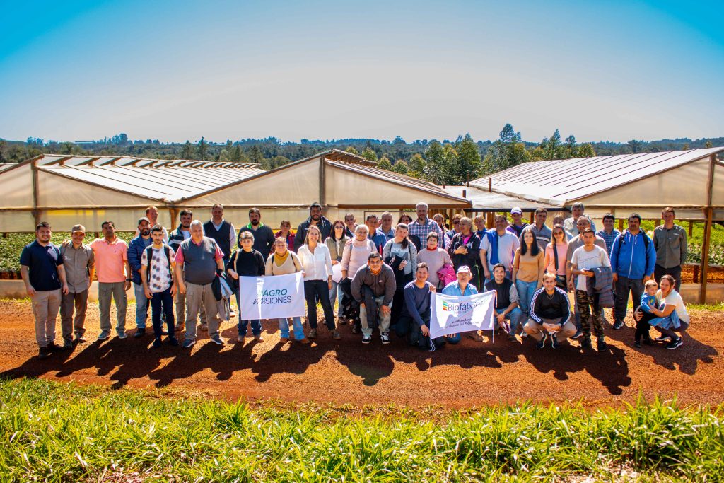 producción de frutillas en Misiones