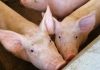 Urunday Pigs,