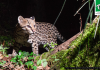 la ocelote más longeva del mundo
