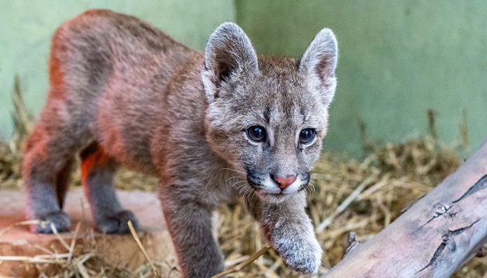 cachorro de puma