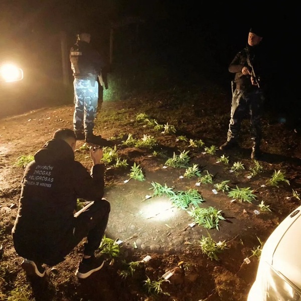 marihuana en el soberbio