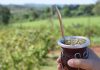 yerba mate