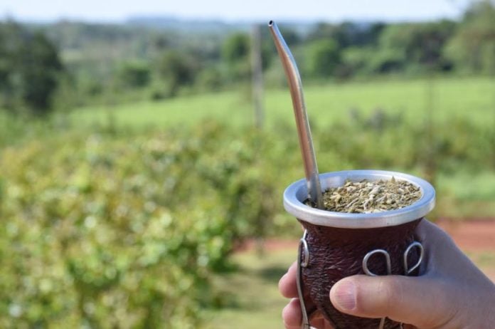 yerba mate