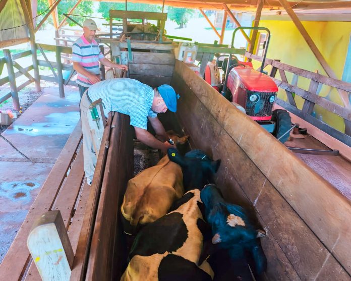 vacunación contra la fiebre aftosa