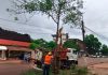 Eldorado fortalece el cuidado del arbolado urbano