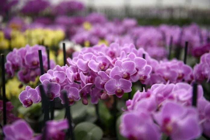 ciudad-de-las-flores-1024x684-1