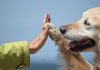 tenencia responsable de animales