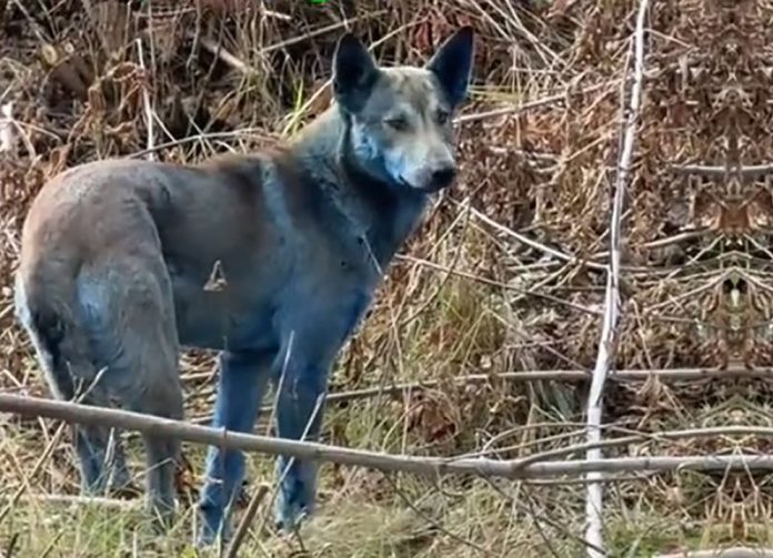perros azules en chernobyl Misterio en Chernobyl